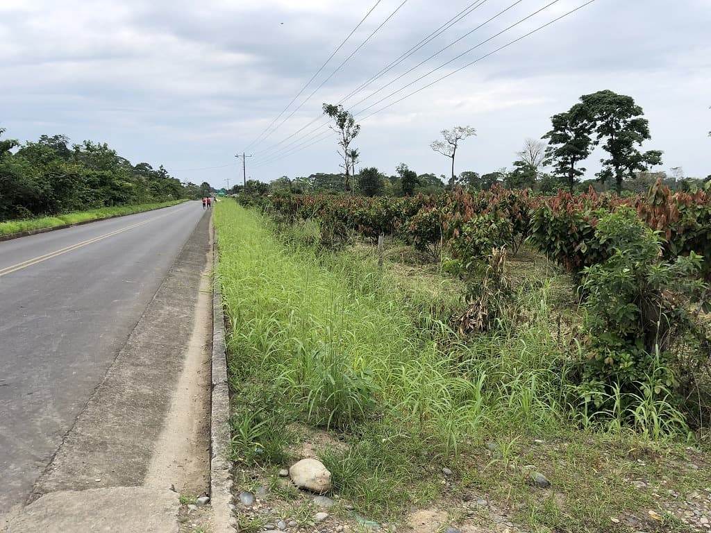 Invierte en la Amazonía ecuatoriana, 310 ha con cacao, balsa, potreros, agua y acceso E40 — imagen 2