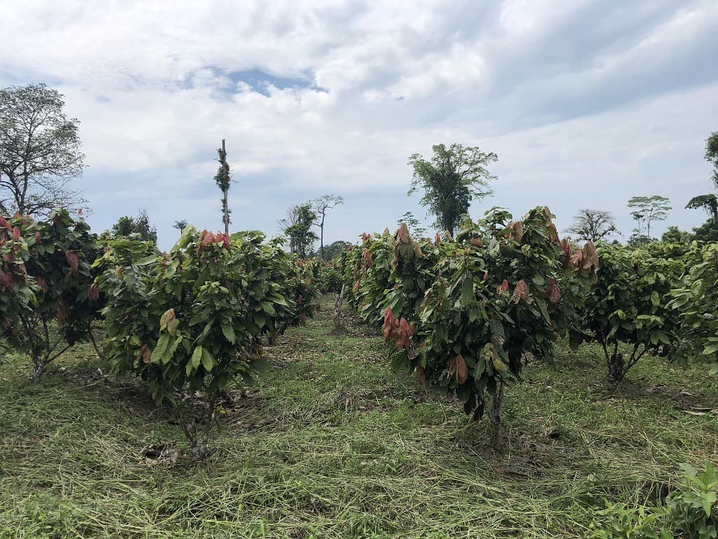 Invierte en la Amazonía ecuatoriana, 310 ha con cacao, balsa, potreros, agua y acceso E40 — imagen 3