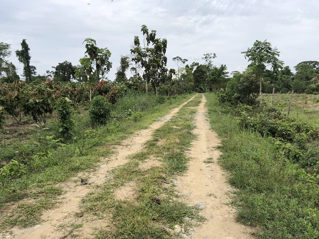 Invierte en la Amazonía ecuatoriana, 310 ha con cacao, balsa, potreros, agua y acceso E40 — imagen 5