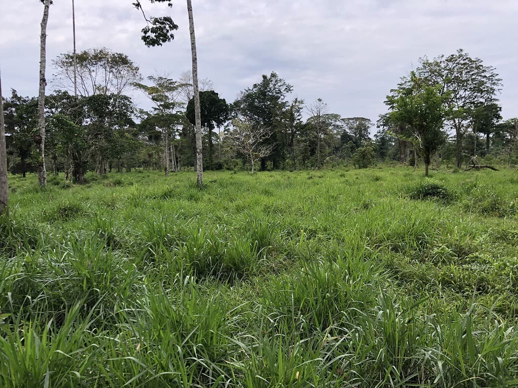 Invierte en la Amazonía ecuatoriana, 310 ha con cacao, balsa, potreros, agua y acceso E40 — imagen 7
