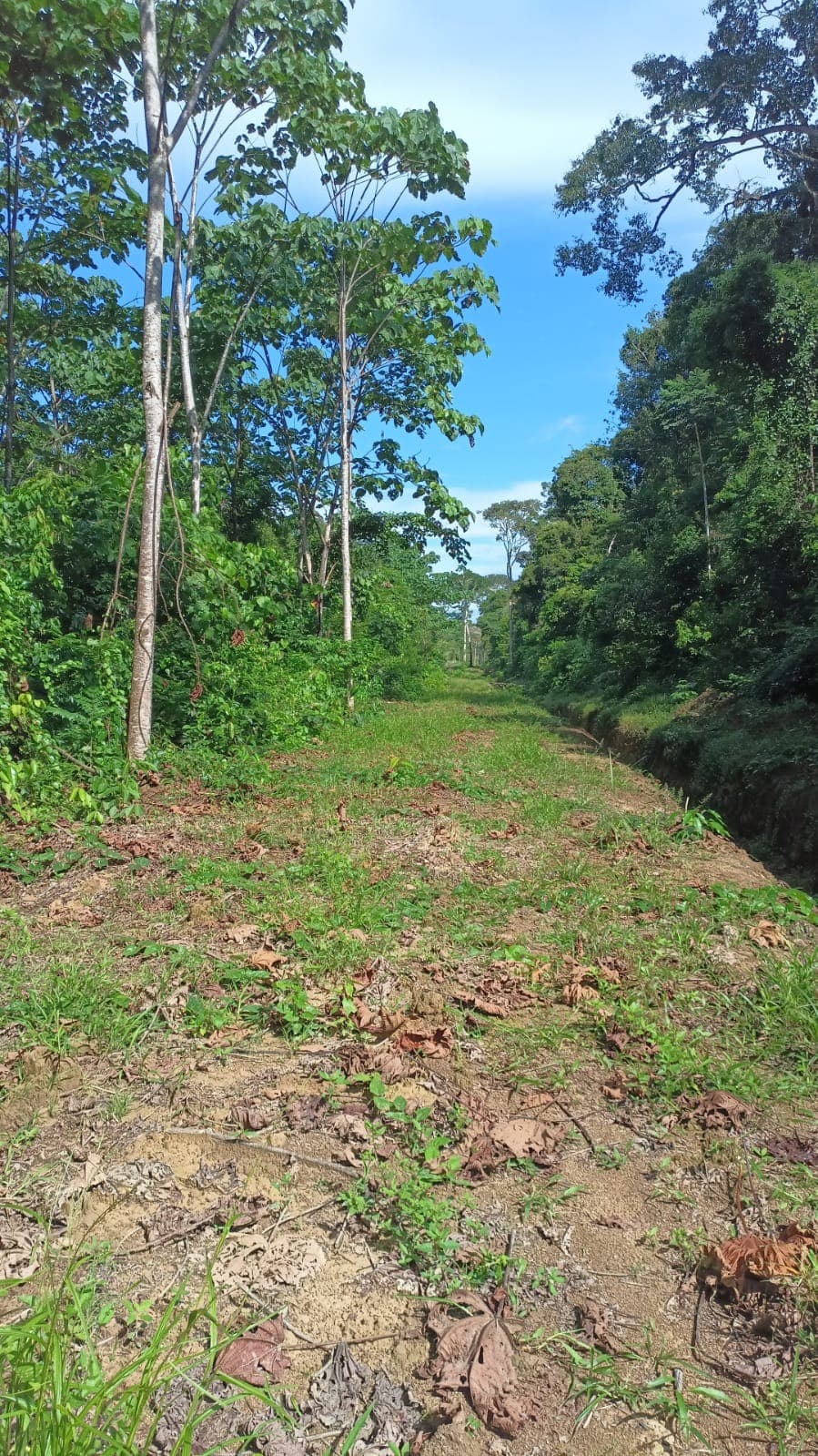 Invierte en la Amazonía ecuatoriana, 310 ha con cacao, balsa, potreros, agua y acceso E40 — imagen 9