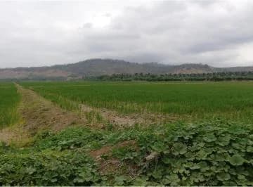 Terreno Arrocero de Venta en Rocafuerte Manabi, Manabí — imagen 4