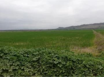Terreno Arrocero de Venta en Rocafuerte Manabi, Manabí — imagen 3