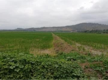 Terreno Arrocero de Venta en Rocafuerte Manabi, Manabí — imagen 2