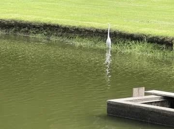 Venta Terreno en Puembo en La Urbanización Arrayanes — imagen 4