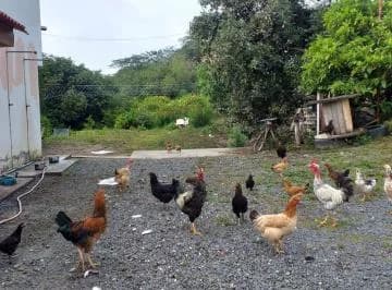 Terreno de Venta en Guayllabamba con Casa y Arboles Frutales — imagen 5