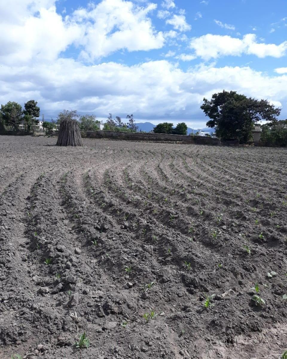 Terreno en venta en Antonio Ante, Imbabura