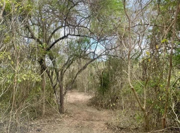 Terreno Para Sembríos 9 Hectáreas Km²6 Vía a La Costa C. Alvarez, Guayas — imagen 1
