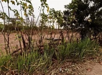 Terreno Para Sembríos 9 Hectáreas Km²6 Vía a La Costa C. Alvarez, Guayas — imagen 5