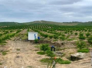 Terreno Para Sembríos 9 Hectáreas Km²6 Vía a La Costa C. Alvarez, Guayas — imagen 2