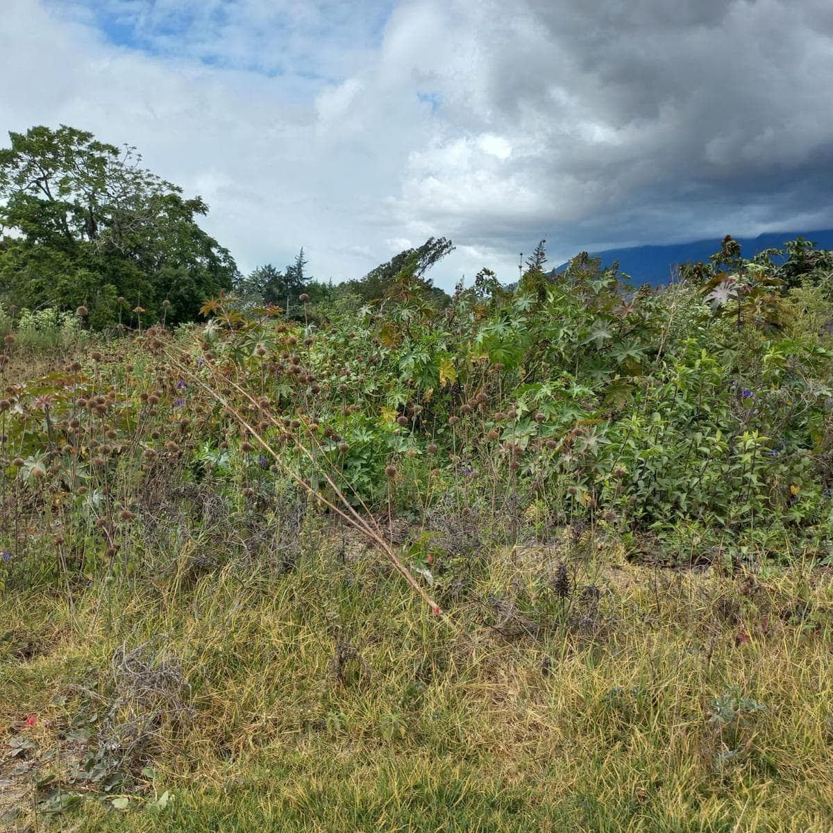 Terreno en venta en Antonio Ante, Imbabura