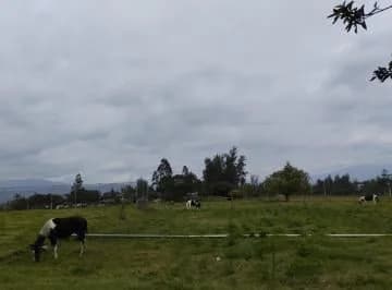 Sector Tababela, en Renta Quinta y Terreno de 10.4 Has — imagen 4