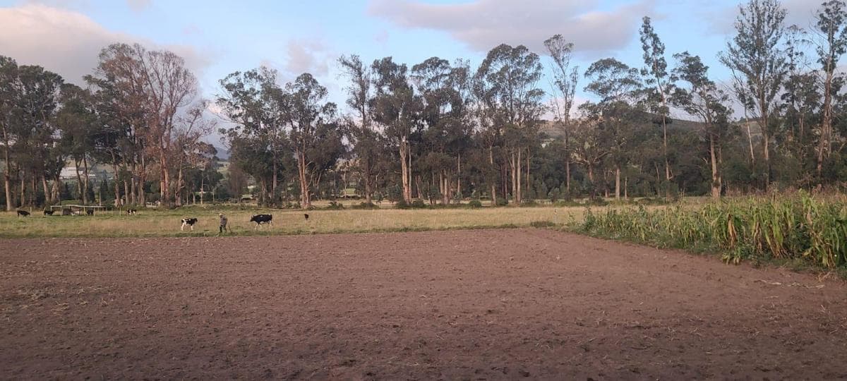Cayambe - Terreno en Venta - Sector Geodésico Mitad del Mundo — imagen 4