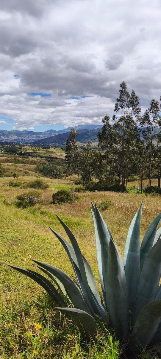 Terreno en Venta 3.9 Ha El Inga - Pifo - Pichincha — imagen 7