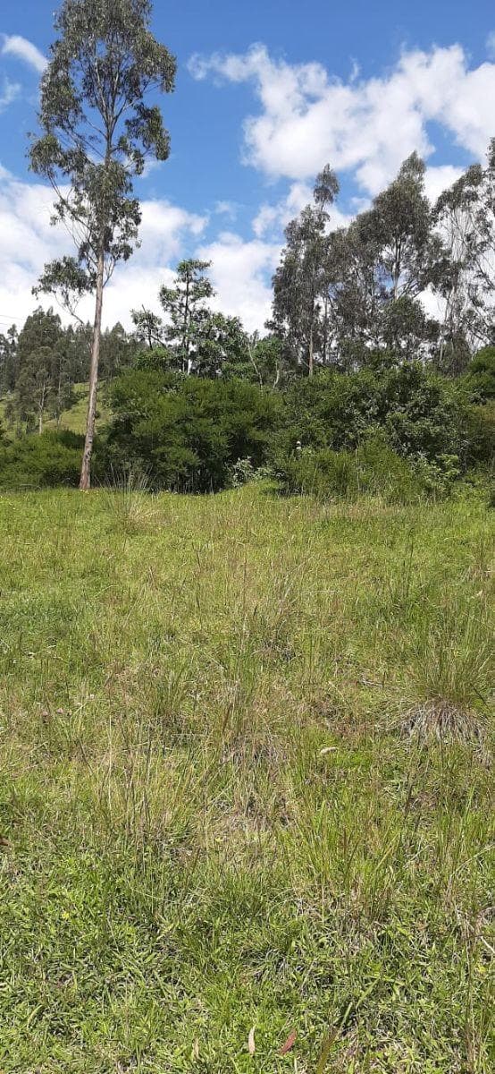 Terreno en Venta 3.9 Ha El Inga - Pifo - Pichincha — imagen 5