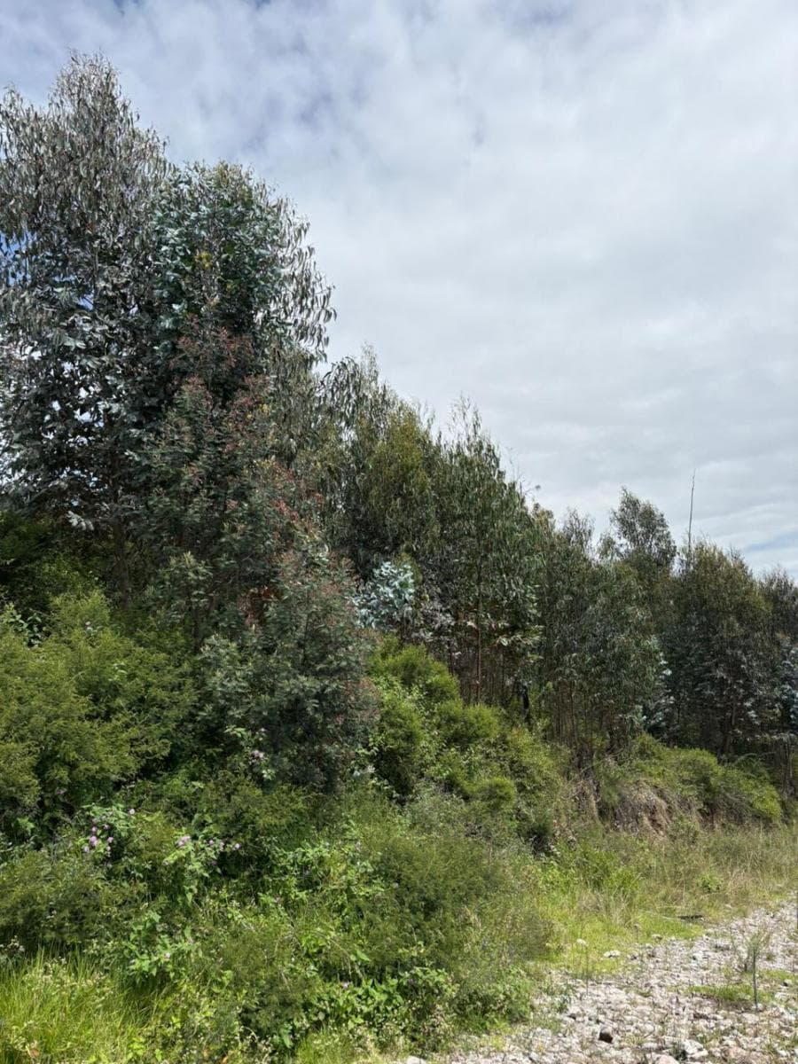 Terreno en Bellavista Carretas — imagen 6