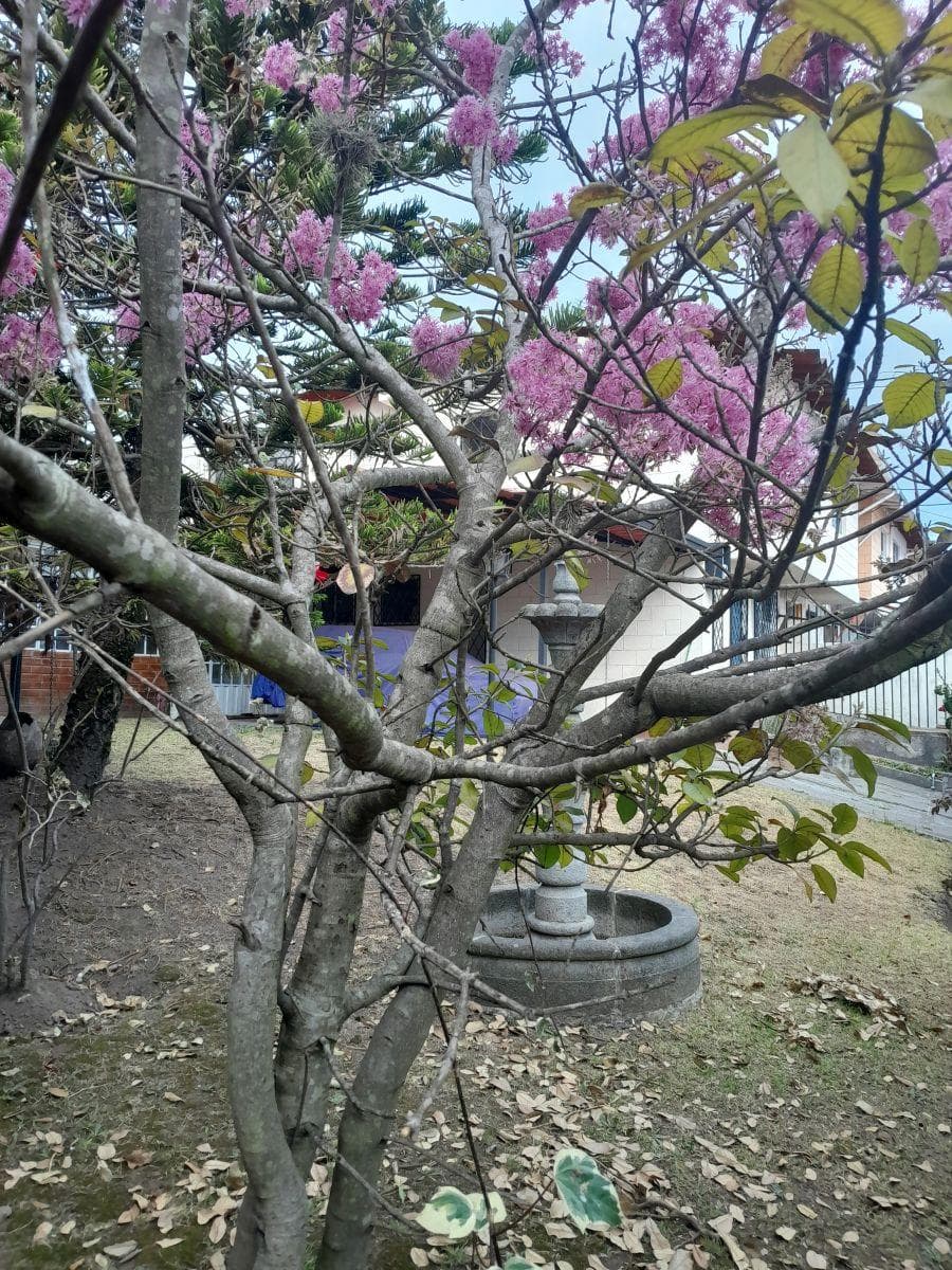 Vendo Hermosa Casa Esquinera con Terreno, Sector Embajada Americana Conjunto Farsalia. Provincia de Pichincha — imagen 6