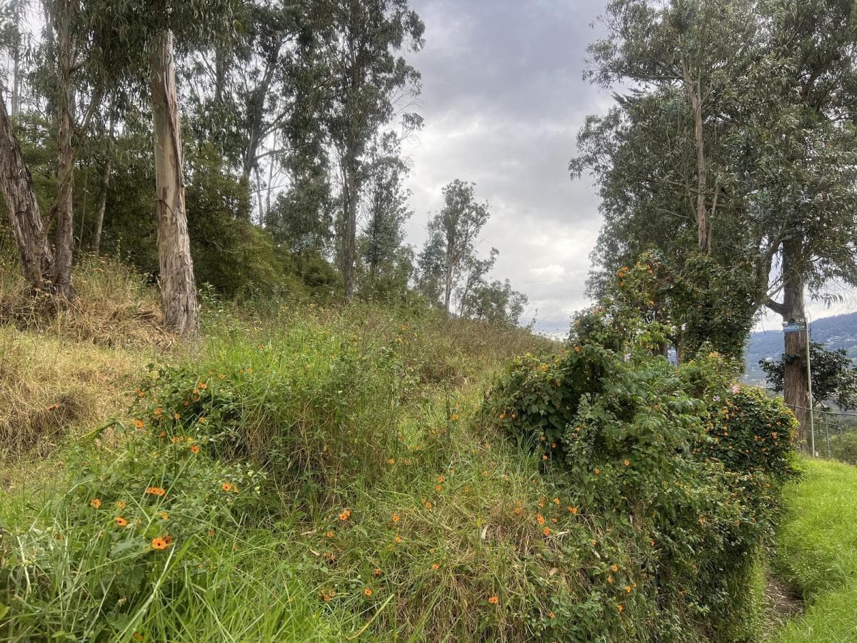 Tumbaco Terreno de Venta Via Intervalles — imagen 4
