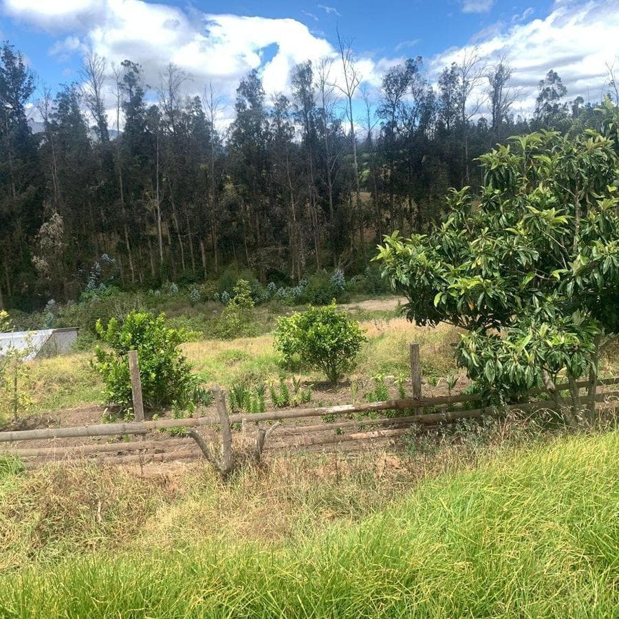 Pifo Venta Terreno en 2500 m² con Galpón 300 m — imagen 9