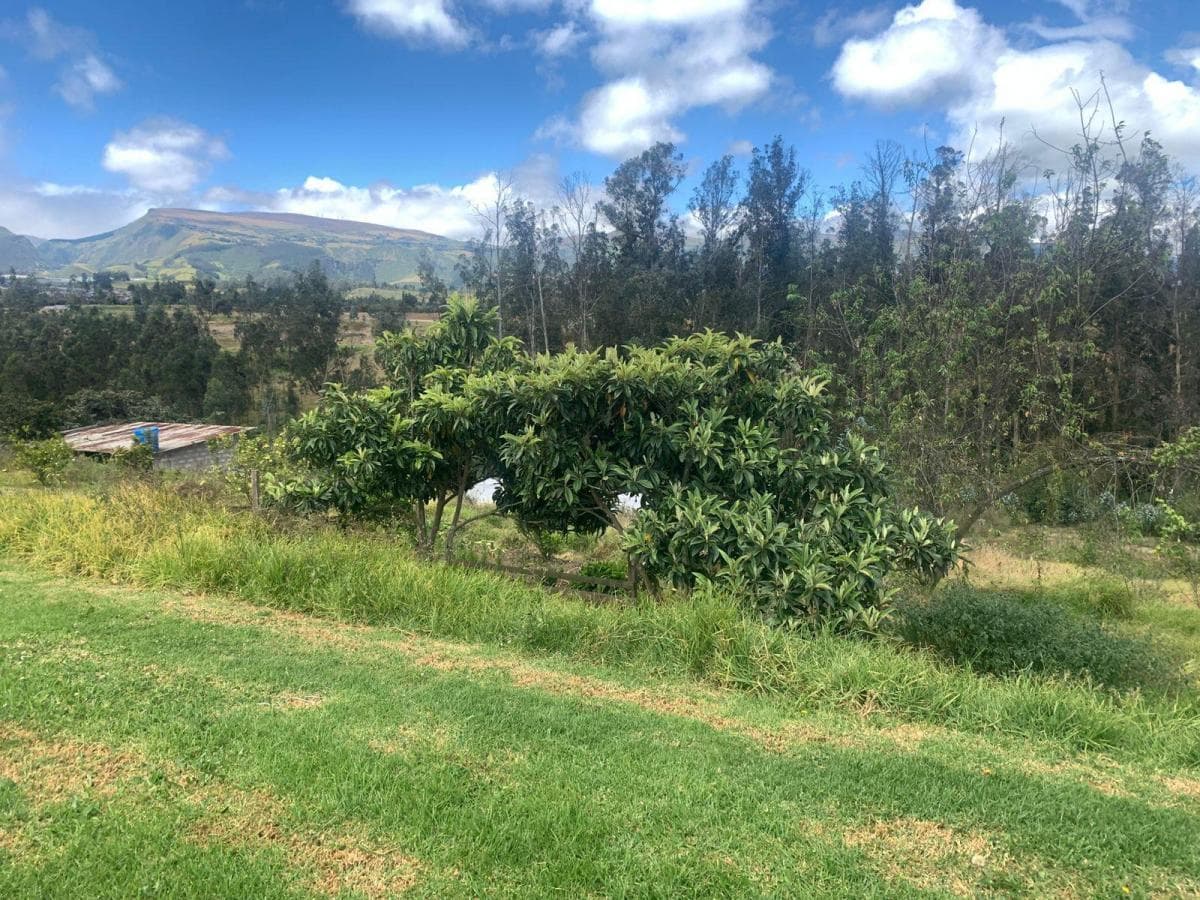 Pifo Venta Terreno en 2500 m² con Galpón 300 m — imagen 8