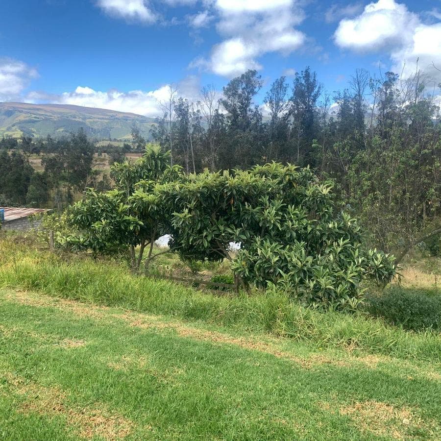 Pifo Venta Terreno en 2500 m² con Galpón 300 m — imagen 6