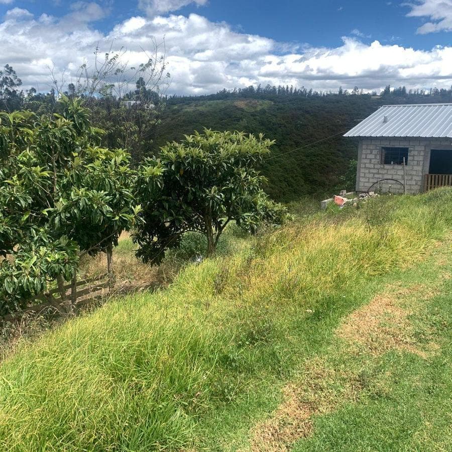 Pifo Venta Terreno en 2500 m² con Galpón 300 m — imagen 3