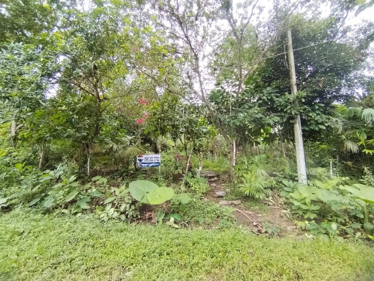 Terreno en Venta, Pacto, Comunidad Mashpi. Provincia de Pichincha — imagen 1