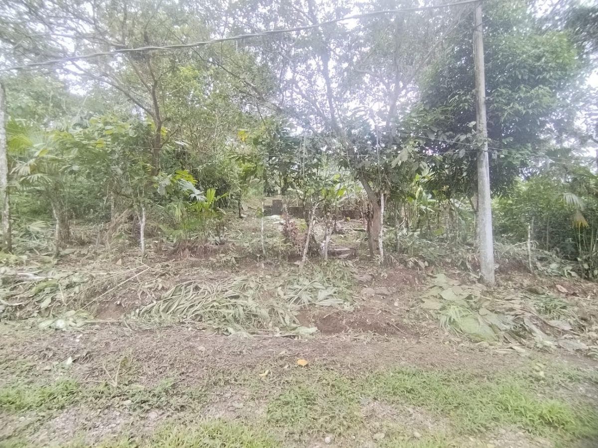 Terreno en Venta, Pacto, Comunidad Mashpi. Provincia de Pichincha — imagen 10