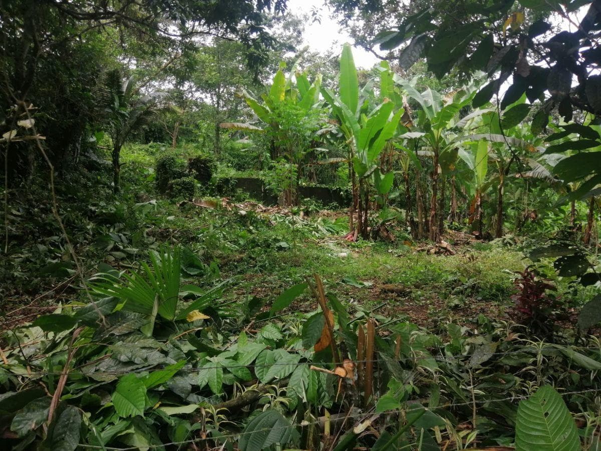 Terreno en Venta, Pacto, Comunidad Mashpi. Provincia de Pichincha — imagen 9