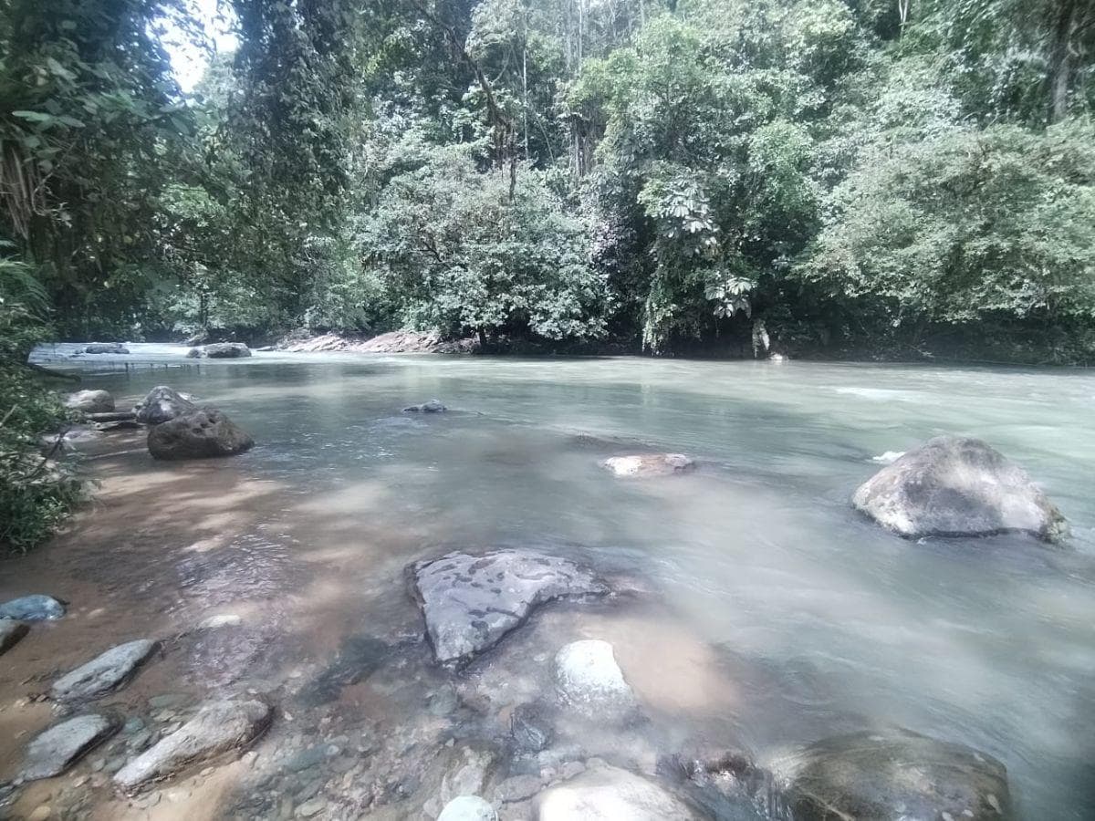 Terreno en Venta, Pacto, Comunidad Mashpi. Provincia de Pichincha — imagen 7