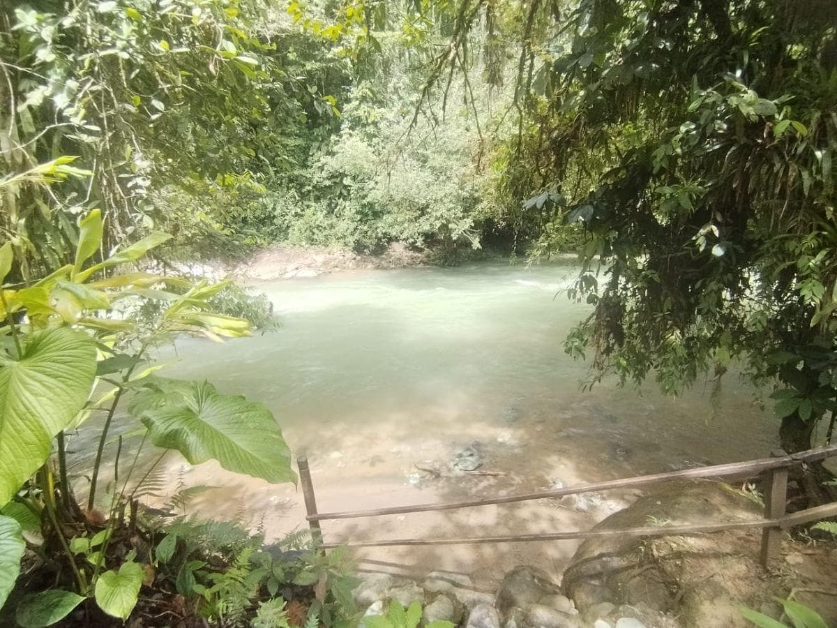 Terreno en Venta, Pacto, Comunidad Mashpi. Provincia de Pichincha — imagen 6