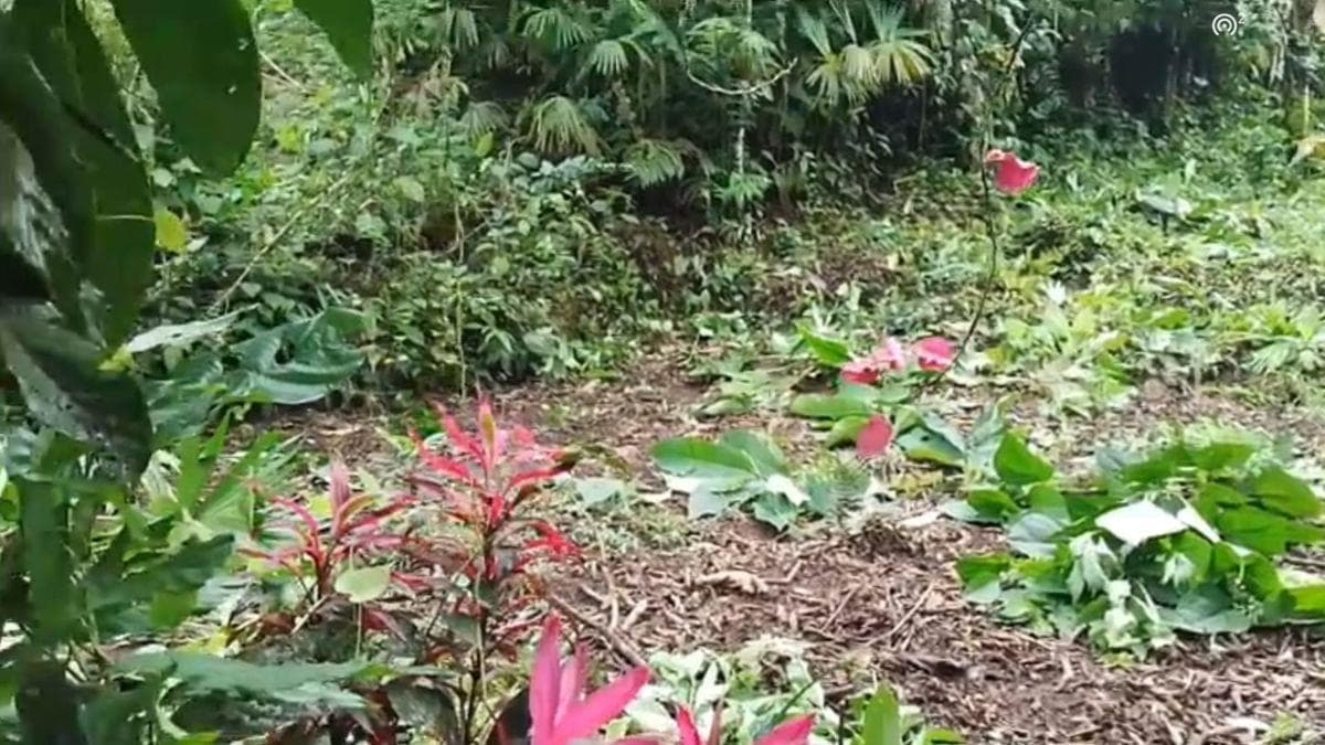 Terreno en Venta, Pacto, Comunidad Mashpi. Provincia de Pichincha — imagen 3
