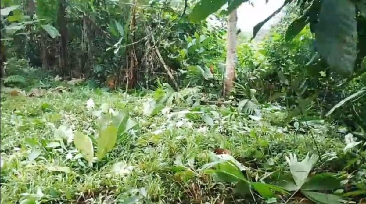 Terreno en Venta, Pacto, Comunidad Mashpi. Provincia de Pichincha — imagen 2