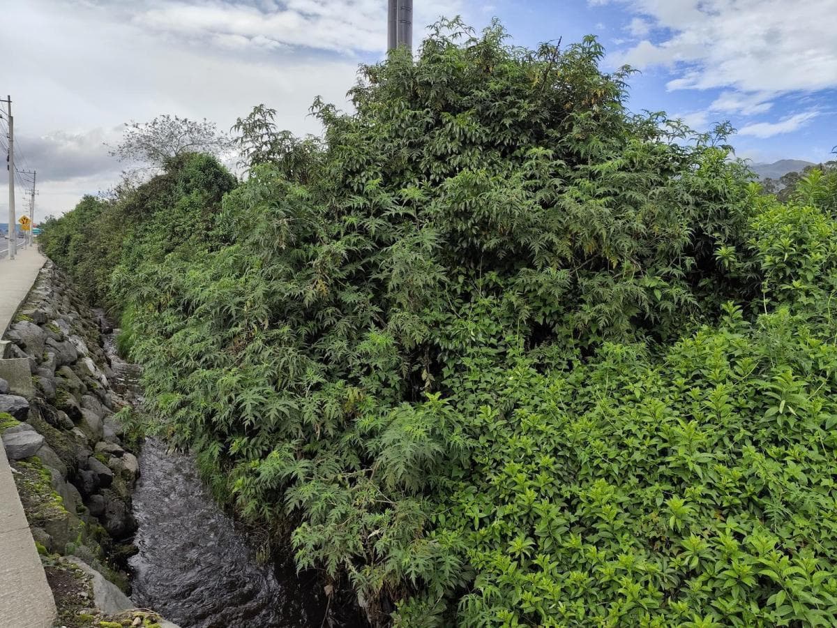 Terreno Esquinero 3.6 Hectáreas en Venta Sobre La Panamericana, Machachi — imagen 7