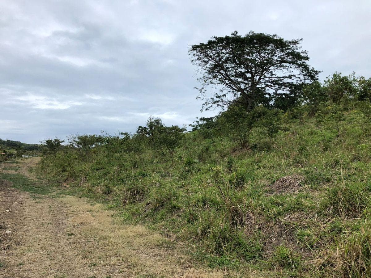 Venta Terreno con Área Para Producción Ganadera, Agricola y Camaronera – Cojimies, Manabí — imagen 10