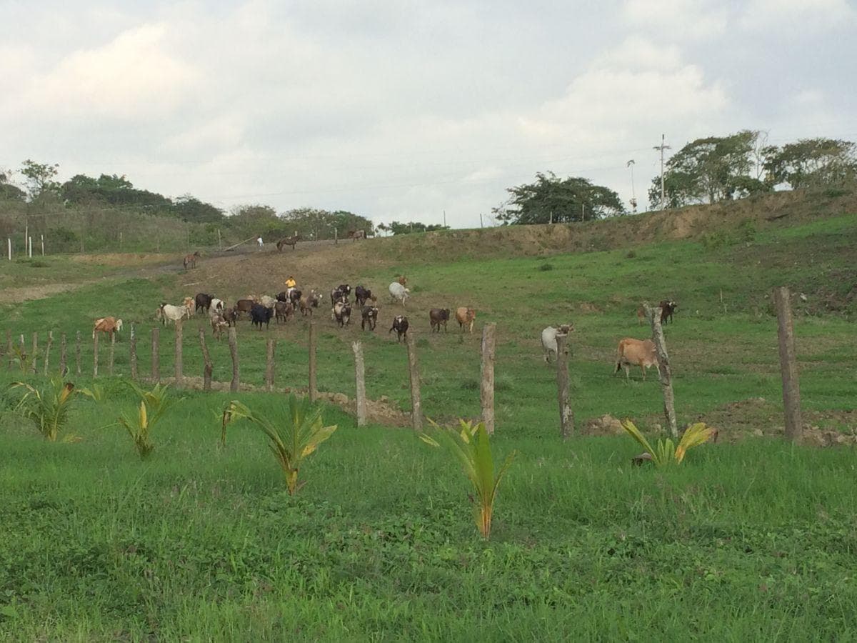 Venta Terreno con Área Para Producción Ganadera, Agricola y Camaronera – Cojimies, Manabí — imagen 9
