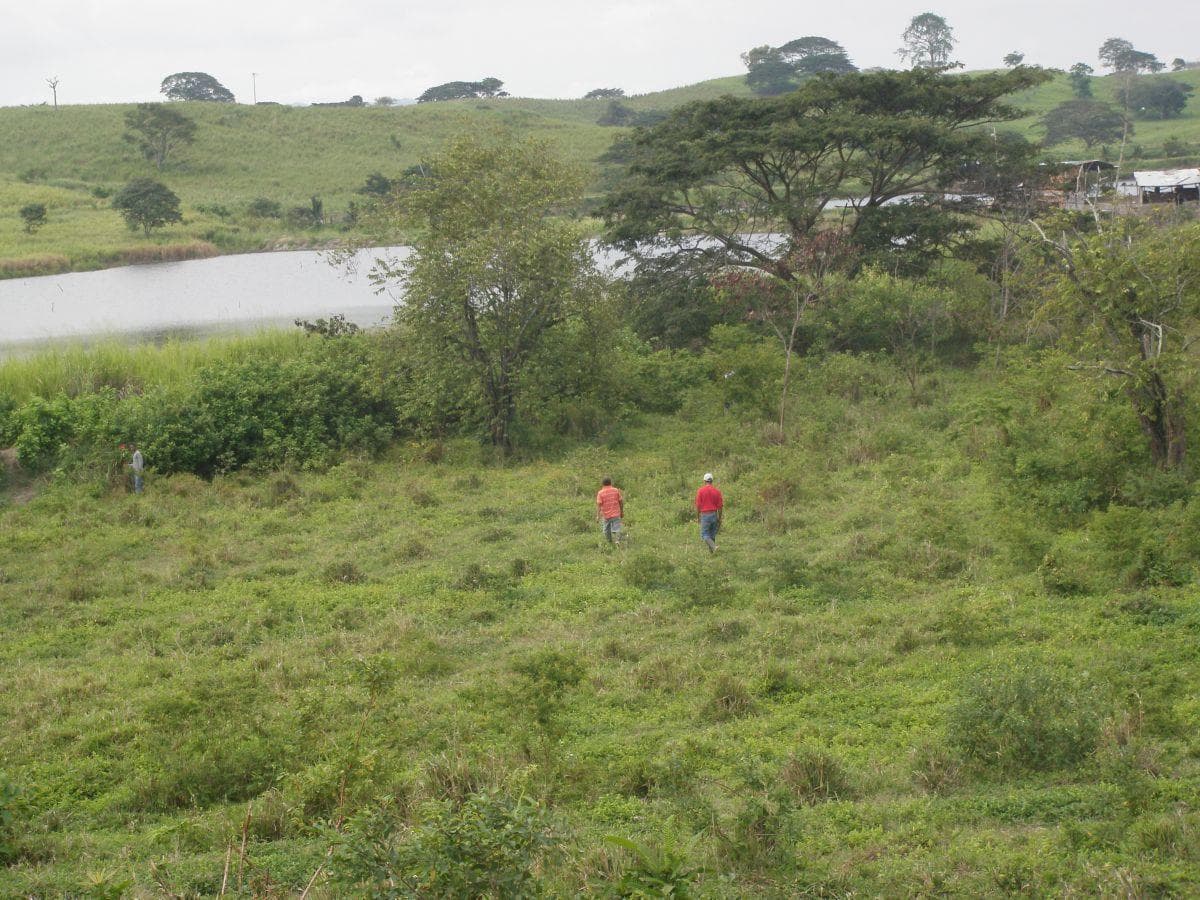 Venta Terreno con Área Para Producción Ganadera, Agricola y Camaronera – Cojimies, Manabí — imagen 8