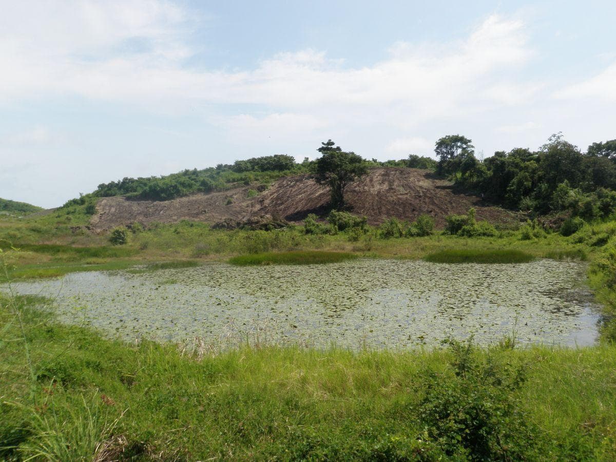Venta Terreno con Área Para Producción Ganadera, Agricola y Camaronera – Cojimies, Manabí — imagen 7