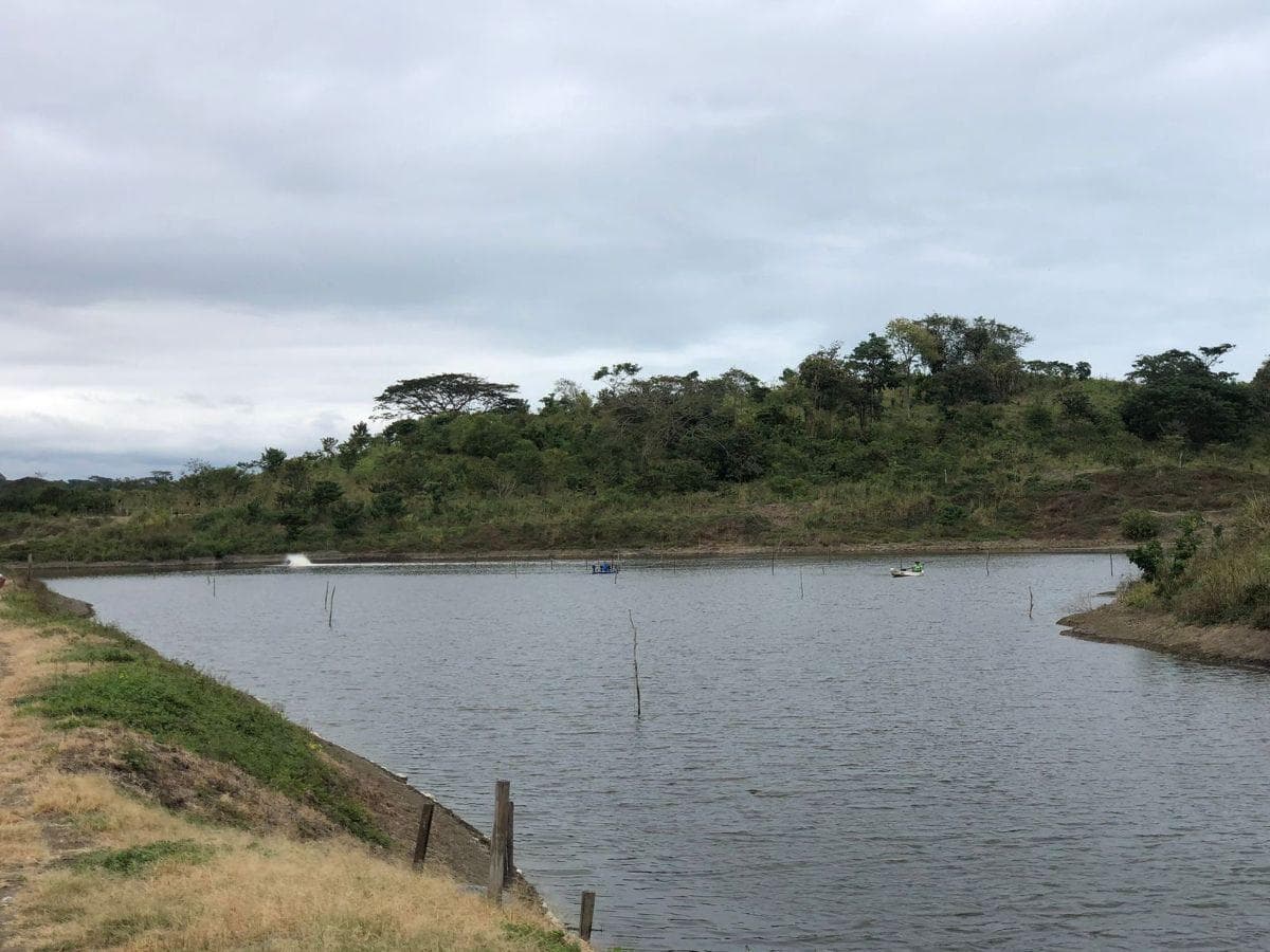 Venta Terreno con Área Para Producción Ganadera, Agricola y Camaronera – Cojimies, Manabí — imagen 4