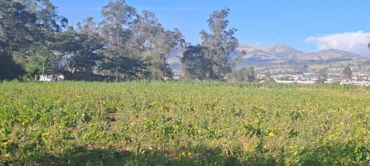 Vendo Terreno Agrícola Yaruquí Sector San Rafael Frente 50 m 9.500 m² — imagen 10