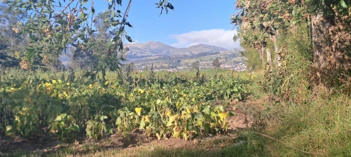 Vendo Terreno Agrícola Yaruquí Sector San Rafael Frente 50 m 9.500 m² — imagen 7