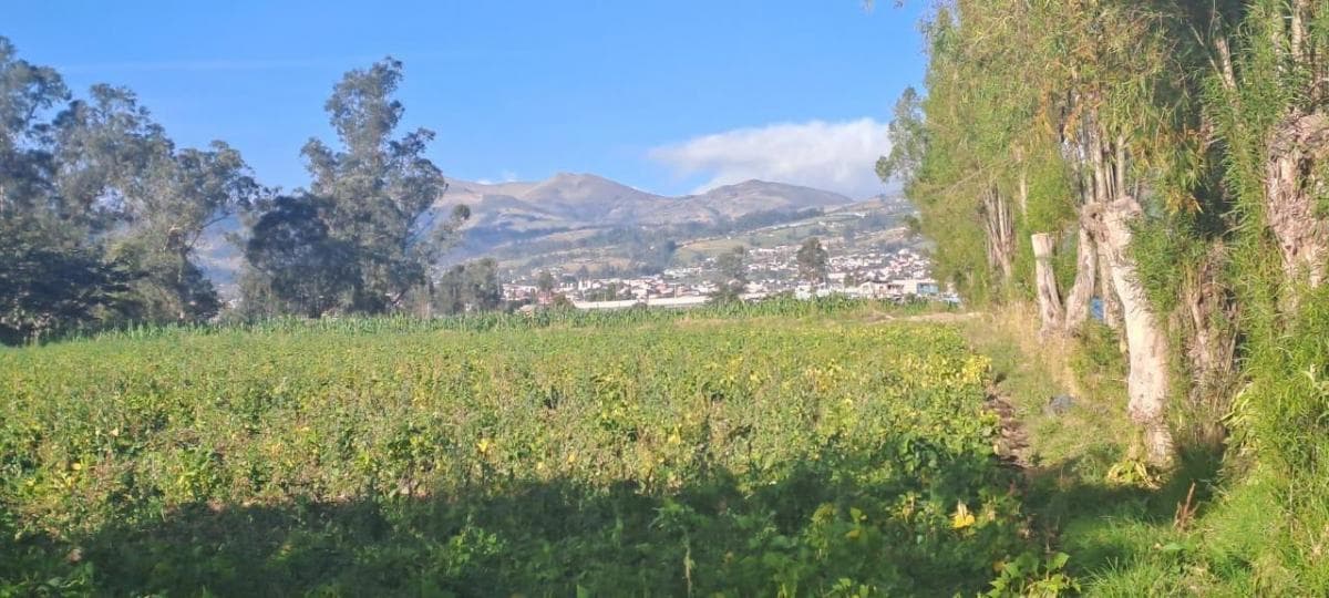 Vendo Terreno Agrícola Yaruquí Sector San Rafael Frente 50 m 9.500 m² — imagen 3