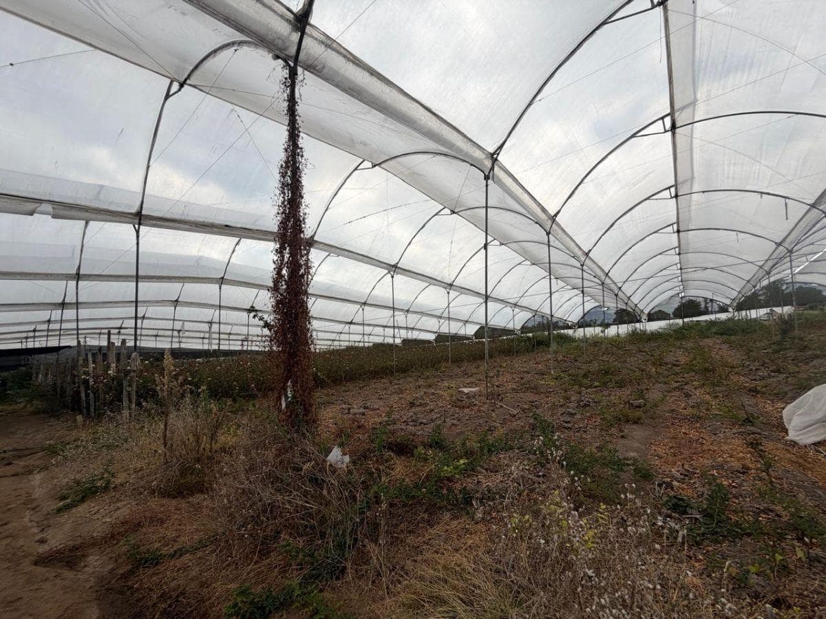 Propiedad en Venta 1,8 Has - Atuntaqui, Imbabura — imagen 9