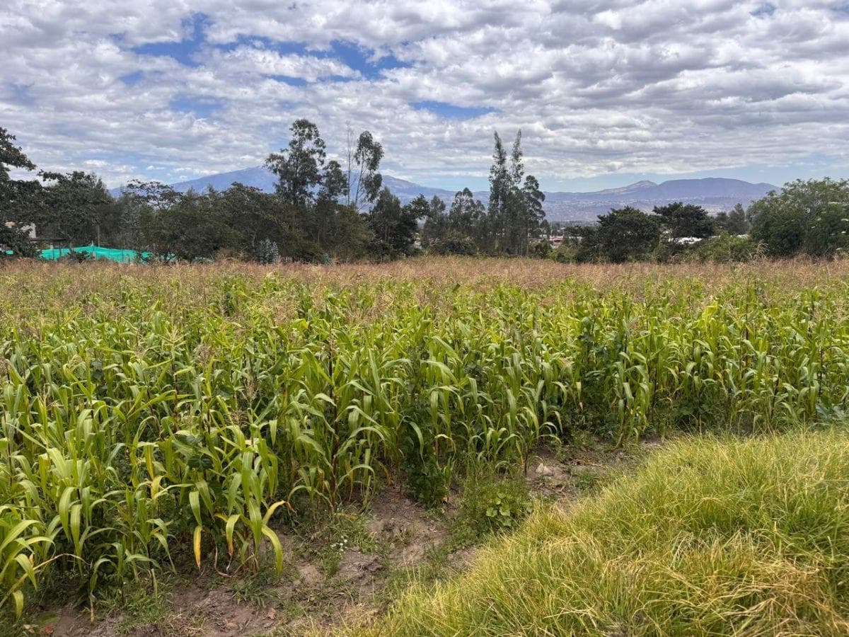 Terreno en Venta de 4.980 Yaruquí — imagen 4