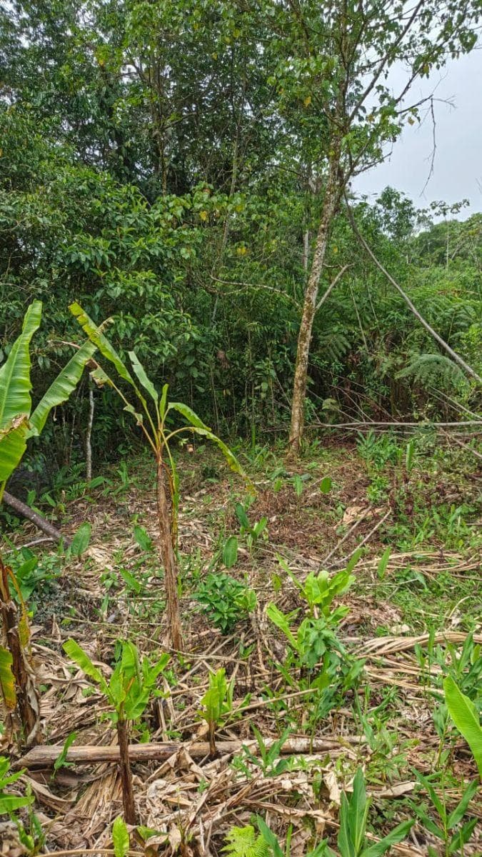 Terreno en Venta, Caserío El Porvenir, Puyo, Pastaza — imagen 8