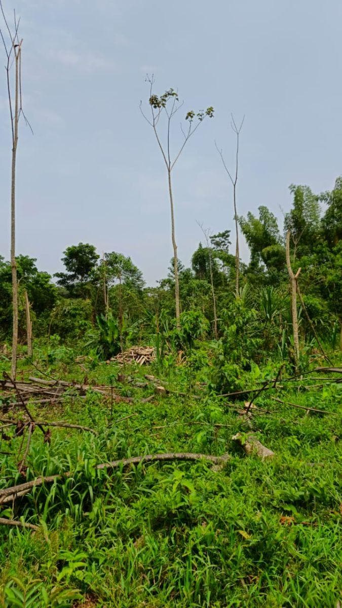 Terreno en Venta, Caserío El Porvenir, Puyo, Pastaza — imagen 3