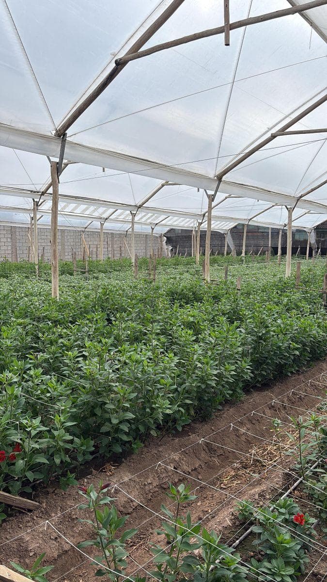 Lote de Terreno en Venta Cayambe — imagen 8