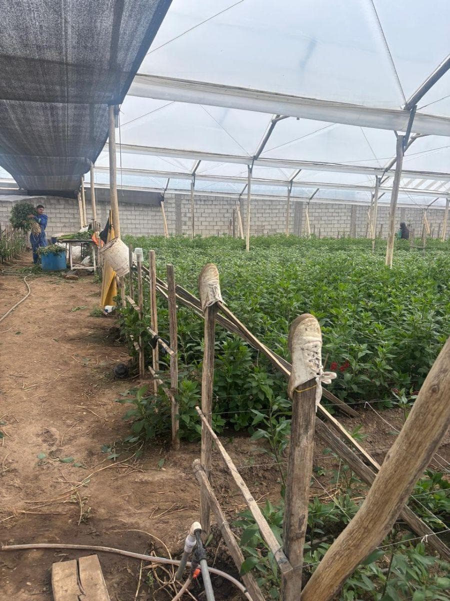 Lote de Terreno en Venta Cayambe — imagen 4