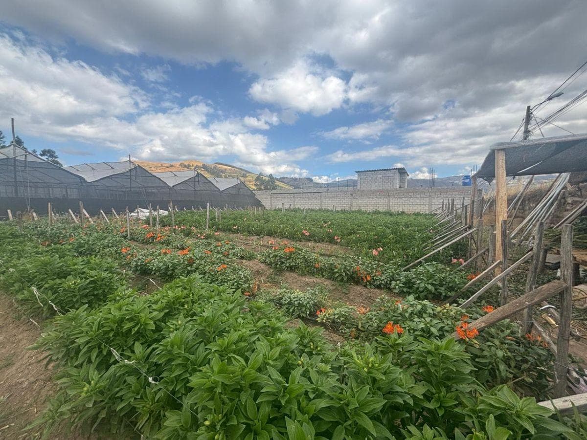 Lote de Terreno en Venta Cayambe — imagen 3