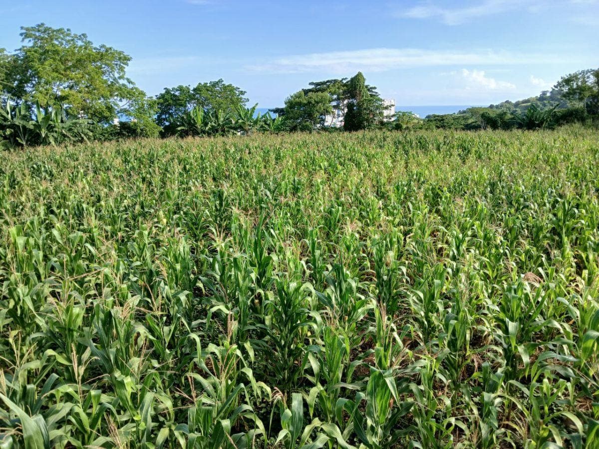Terrenos de Venta en Tonsupa – Via del Spondylus. Provincia de Esmeraldas — imagen 5